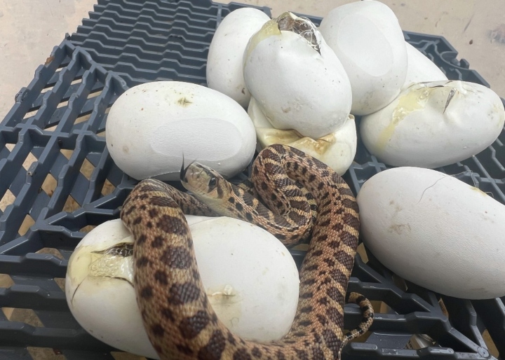 Pacific Gopher Snake